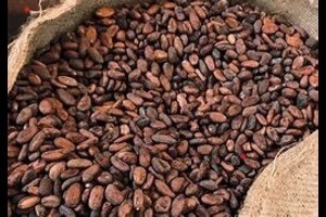 Fèves de cacao - Prêtes à l'exportation from Ouganda